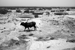روستای تپه کنیز