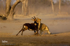 کوچک شدن زندگی حیوانات