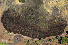 کوچک شدن زندگی حیوانات