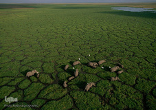 کوچک شدن زندگی حیوانات