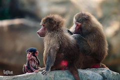 کوچک شدن زندگی حیوانات