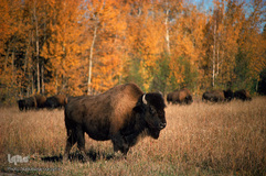 کوچک شدن زندگی حیوانات