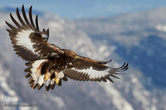 زیستگاه کوهستانی حیوانات