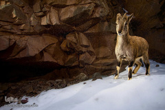 زیستگاه کوهستانی حیوانات