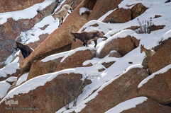 زیستگاه کوهستانی حیوانات