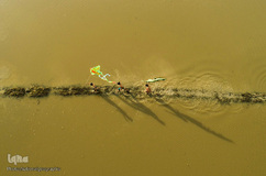 ویتنام، از نگاهی دیگر