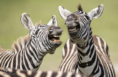 برگزیده تصاویر مسابقه عکاسی کمدی از حیوانات ۲۰۱۹