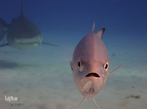 برگزیده تصاویر مسابقه عکاسی کمدی از حیوانات ۲۰۱۹