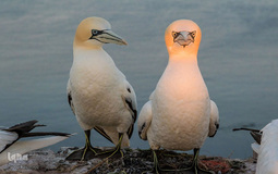 برگزیده تصاویر مسابقه عکاسی کمدی از حیوانات ۲۰۱۹