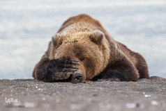 برگزیده تصاویر مسابقه عکاسی کمدی از حیوانات ۲۰۱۹