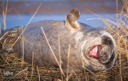 برگزیده تصاویر مسابقه عکاسی کمدی از حیوانات ۲۰۱۹