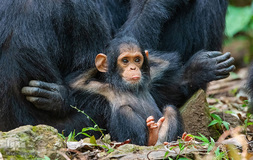 برگزیده تصاویر مسابقه عکاسی کمدی از حیوانات ۲۰۱۹