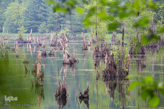 دریاچه ارواح در مازندران