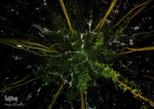 برگزیدگان مسابقه عکاسی محیط زیست