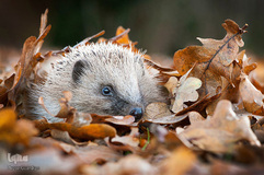 برندگان جوایز عکاسی حیات وحش انگلیس 2019