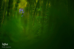 برندگان جوایز عکاسی حیات وحش انگلیس 2019