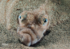 برندگان جوایز عکاسی حیات وحش انگلیس 2019