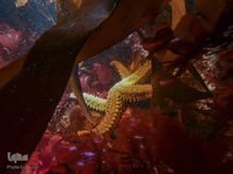 برندگان جوایز عکاسی حیات وحش انگلیس 2019