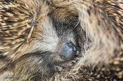 برندگان جوایز عکاسی حیات وحش انگلیس 2019