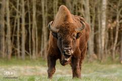 گاومیش اروپایی