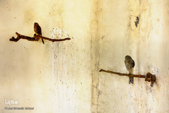 باغ پرندگان تهران