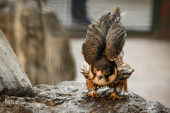 باغ پرندگان تهران