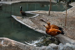 باغ پرندگان تهران