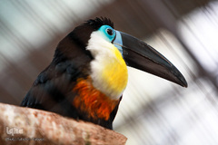 باغ پرندگان تهران