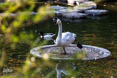 باغ پرندگان تهران