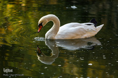 باغ پرندگان تهران