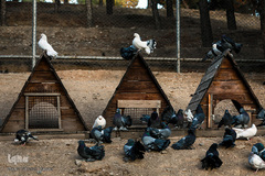 باغ پرندگان تهران