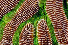 دریای کارائیب