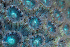 دریای کارائیب