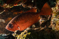 دریای کارائیب