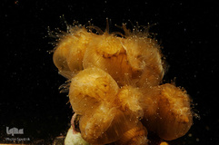 دریای کارائیب