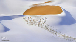 تصاویر برگزیده حیات وحش در سال ۲۰۱۹