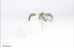 تصاویر برگزیده حیات وحش در سال ۲۰۱۹