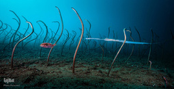 تصاویر برگزیده حیات وحش در سال ۲۰۱۹