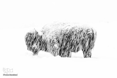 تصاویر برگزیده حیات وحش در سال ۲۰۱۹