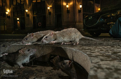 تصاویر برگزیده حیات وحش در سال ۲۰۱۹