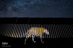 تصاویر برگزیده حیات وحش در سال ۲۰۱۹