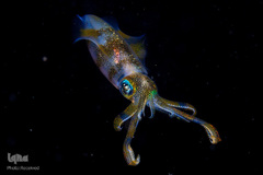 تصاویر برگزیده حیات وحش در سال ۲۰۱۹