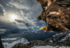 تصاویر برگزیده حیات وحش در سال ۲۰۱۹