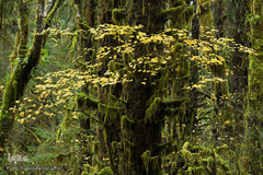 پارک ملی دنالی در آلاسکا