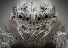 برگزیدگان مسابقه عکاسی از دنیای کوچک 2019