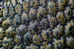 برگزیدگان مسابقه عکاسی از دنیای کوچک 2019