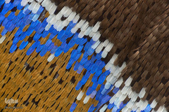 برگزیدگان مسابقه عکاسی از دنیای کوچک 2019