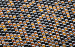 برگزیدگان مسابقه عکاسی از دنیای کوچک 2019