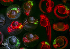 برگزیدگان مسابقه عکاسی از دنیای کوچک 2019