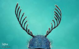 برگزیدگان مسابقه عکاسی از دنیای کوچک 2019